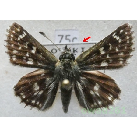 Spialia orbifer (Hübner, 1823) Slovakia75c